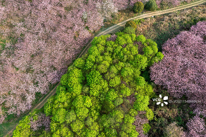贵州春天樱花花海盛开航拍图片素材