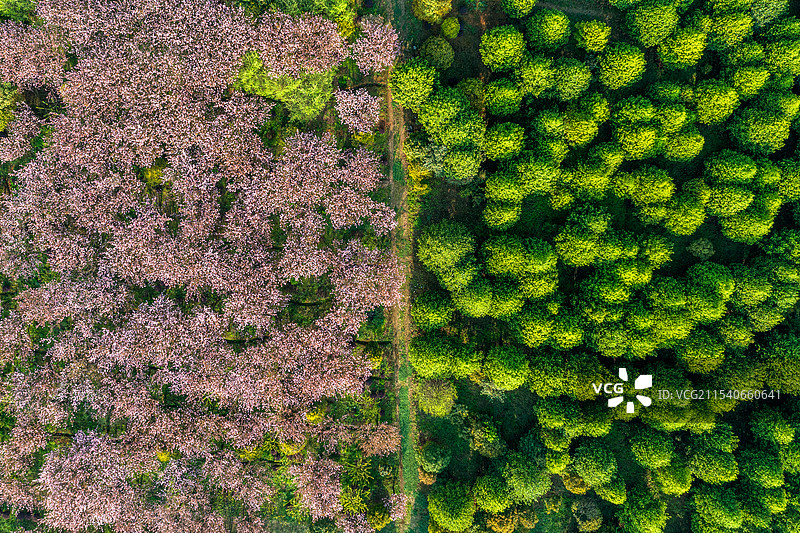 贵州春天樱花花海盛开航拍图片素材