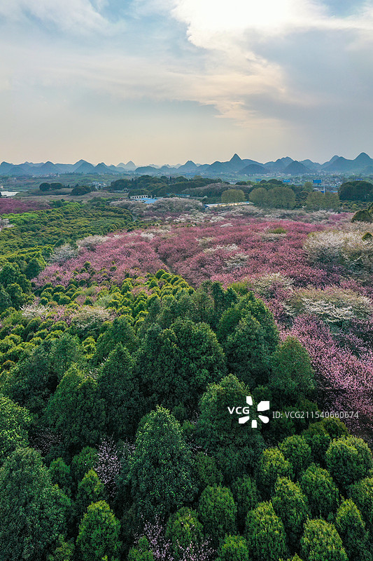 贵州春天樱花花海盛开航拍图片素材