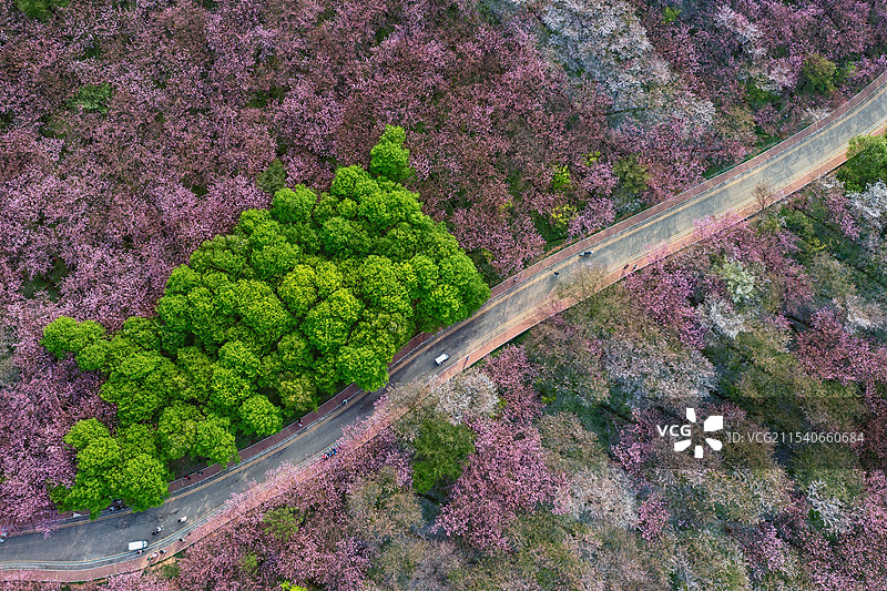 贵州春天樱花花海盛开航拍图片素材