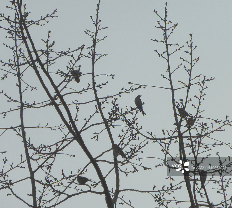 树上觅食的灰雀图片素材