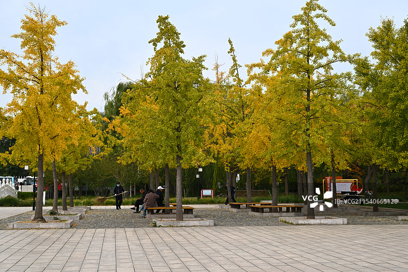 公园  树木 人休息 工作图片素材