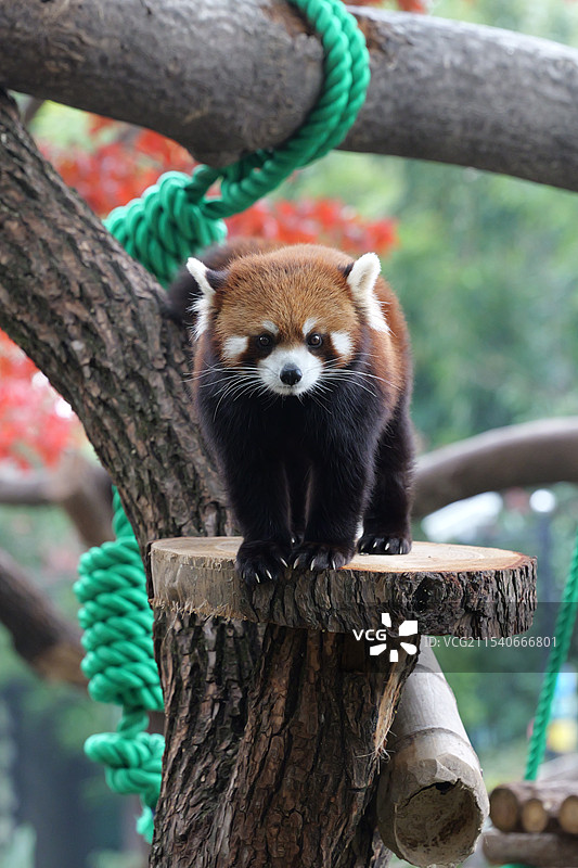上海动物园小熊猫阿扁图片素材