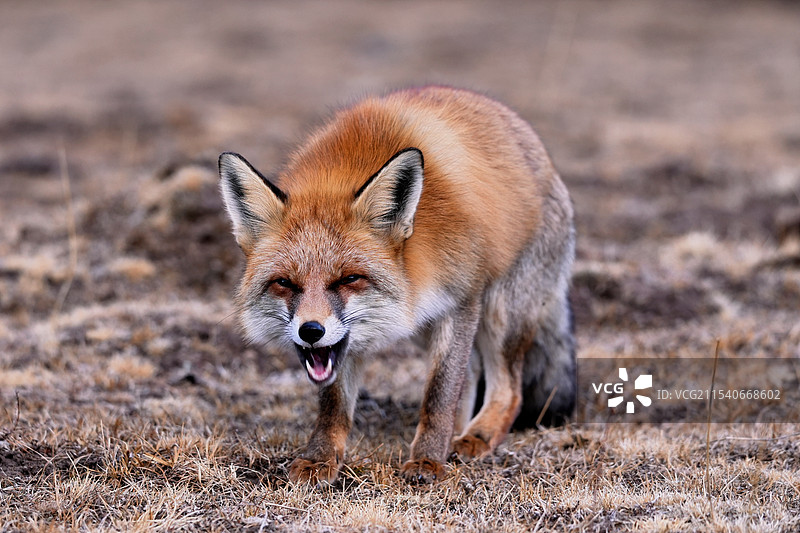雪山之狐图片素材
