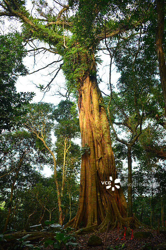 琼中百花岭天琴树图片素材