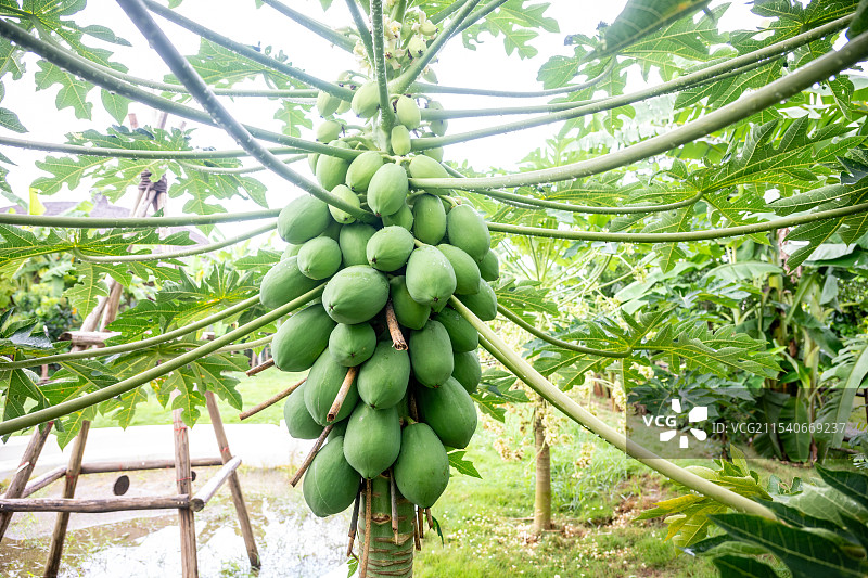 挂在树上的木瓜水果特写镜头-崇左在野宿集-喜空雨林度假villa图片素材