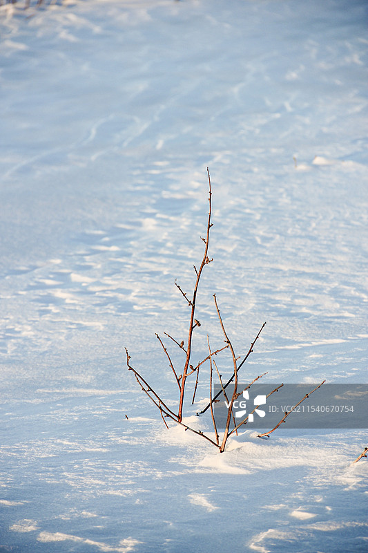 风中劲草图片素材