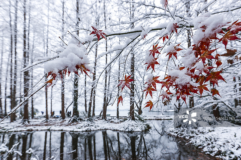 雪中红枫图片素材