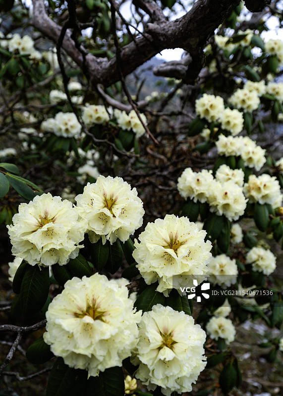 云南大理高山黄杜鹃图片素材
