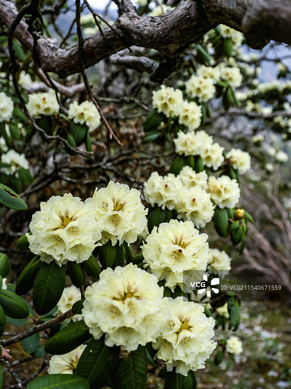 云南大理高山黄杜鹃图片素材