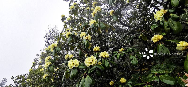 云南大理高山黄杜鹃图片素材