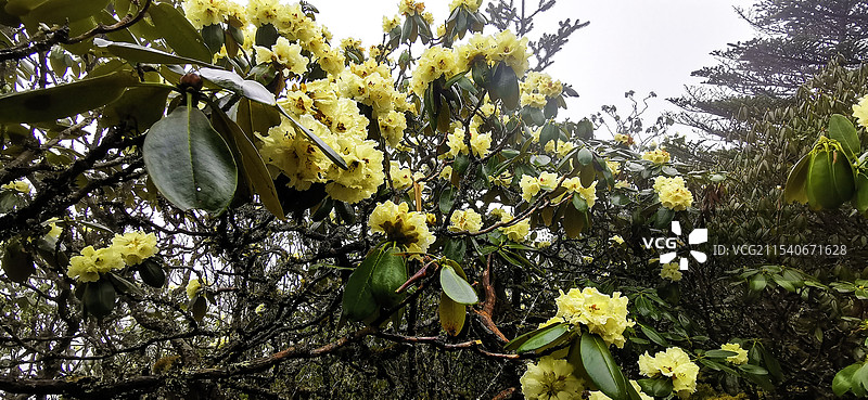 云南大理高山黄杜鹃图片素材