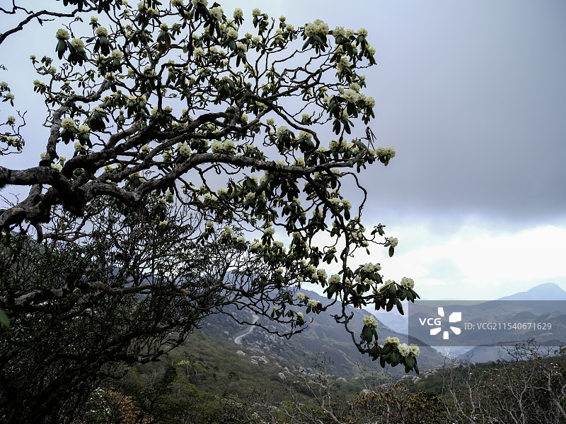 云南大理高山黄杜鹃图片素材