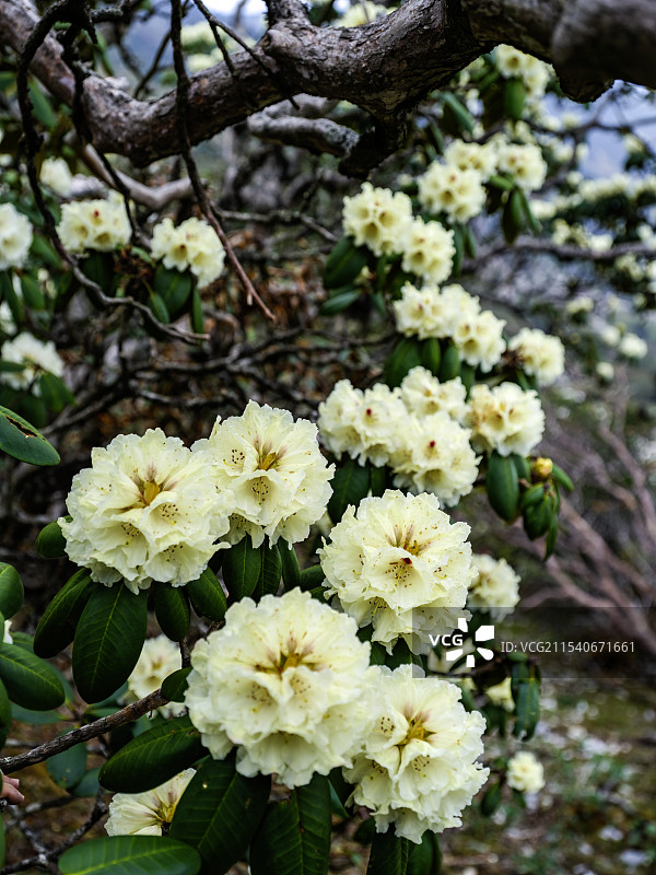 云南大理高山黄杜鹃图片素材