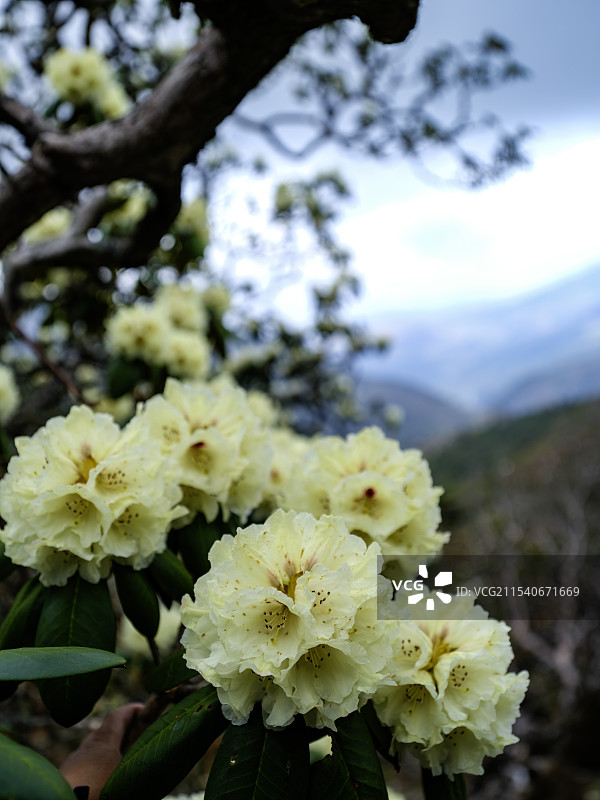 云南大理高山黄杜鹃图片素材