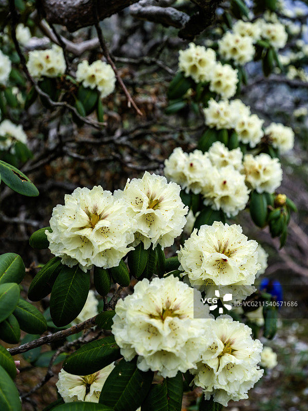 云南大理高山黄杜鹃图片素材