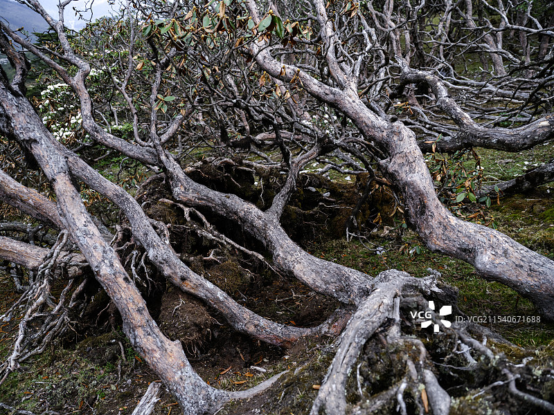 云南大理高山黄杜鹃图片素材