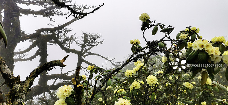云南大理高山黄杜鹃图片素材