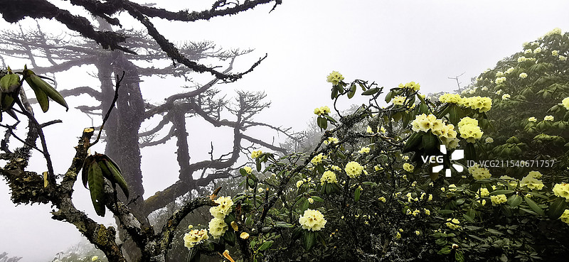 云南大理高山黄杜鹃图片素材