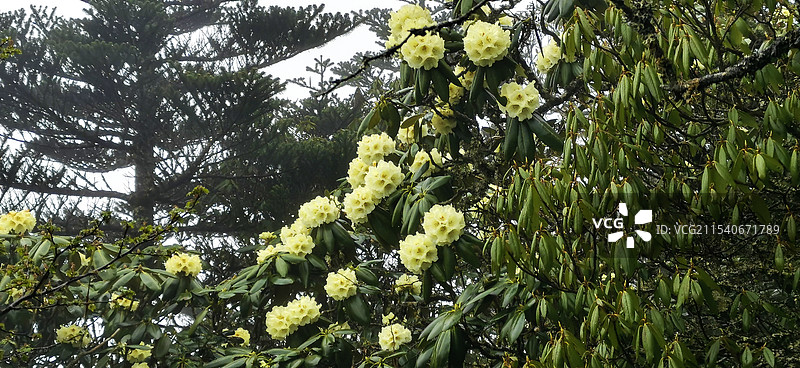 云南大理高山黄杜鹃图片素材