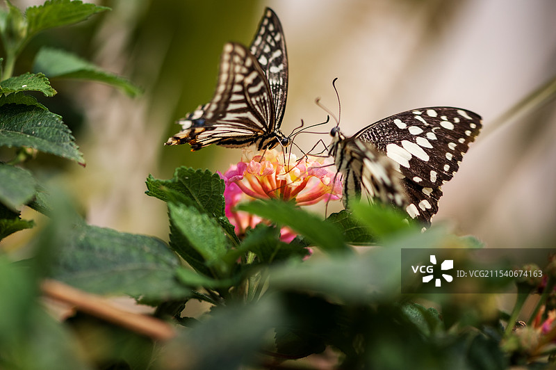 顺义七彩蝶园的蝴蝶图片素材