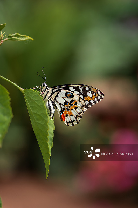 顺义七彩蝶园的蝴蝶图片素材