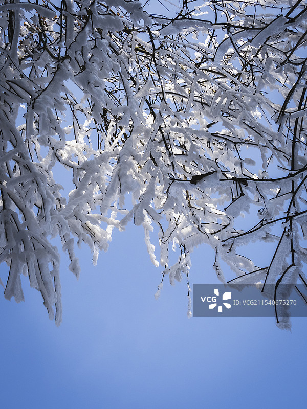 都江堰赵公山上的冰树图片素材