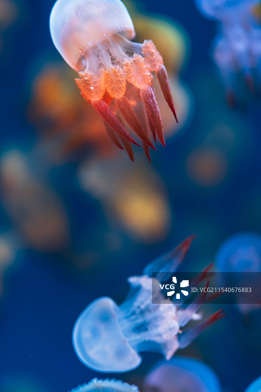 德清上渚山奇幻谷水族馆内可爱的水母群图片素材