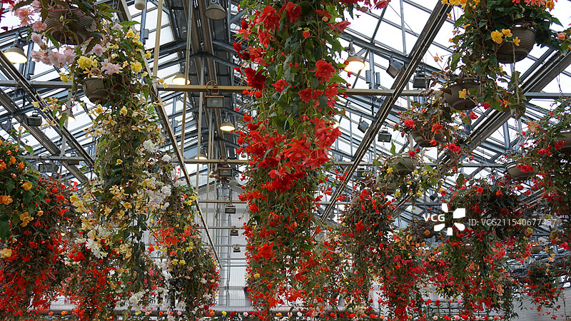 日本三重桑名市名花之里图片素材