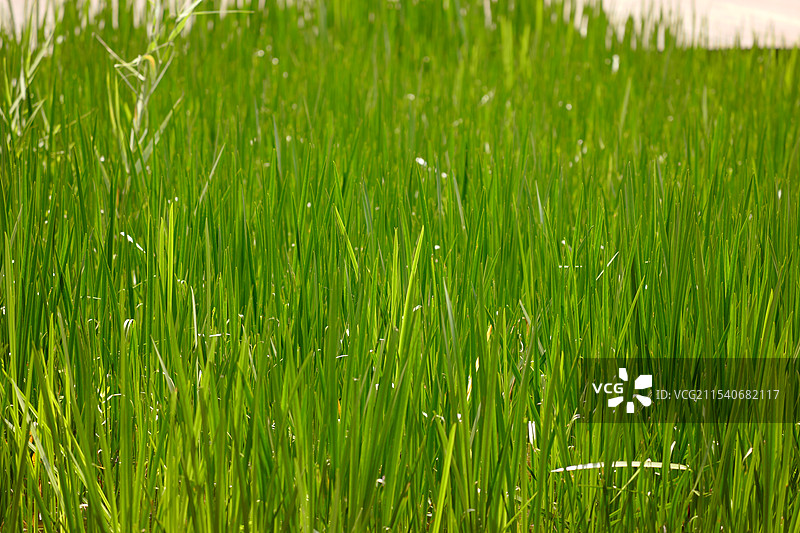 欧亚苦草图片素材