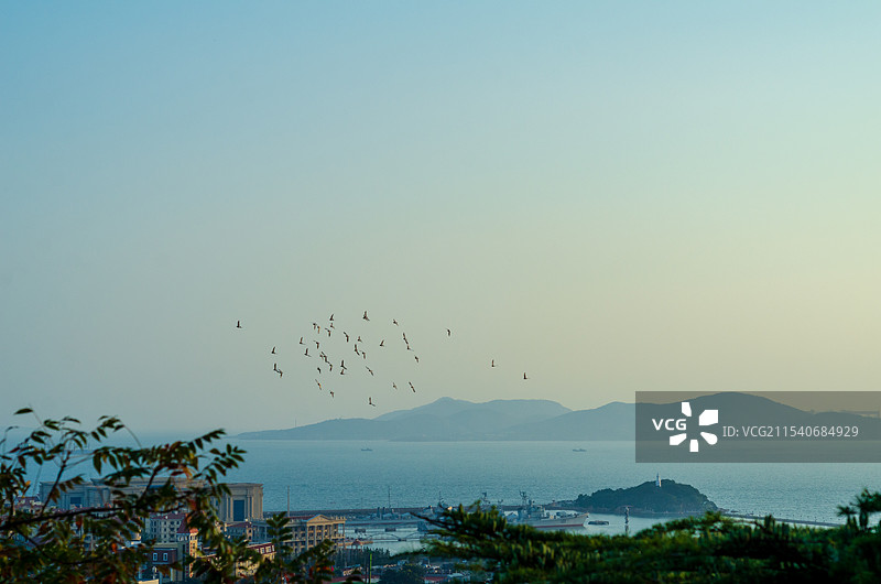 山东青岛夕阳下的海鸥飞过小青岛图片素材