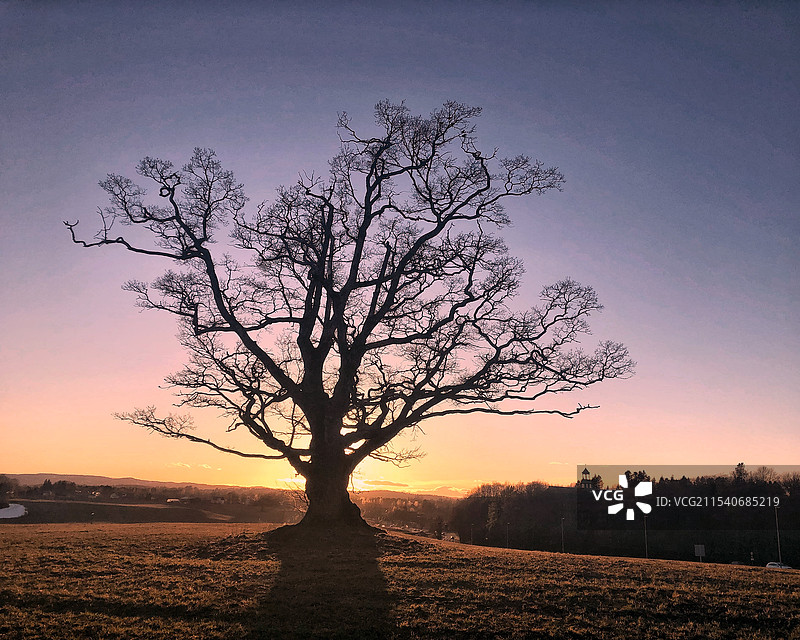 挪威奥斯的树与夕阳图片素材