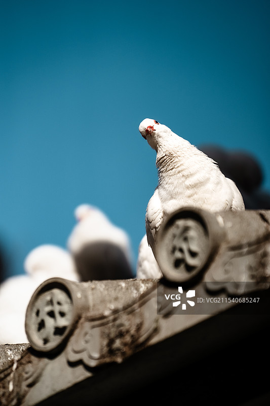 西安大兴善寺古建筑物与鸽子图片素材