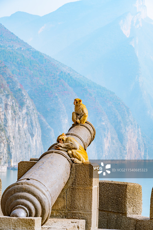 重庆奉节三峡之巅 赤甲楼炮台的猴子图片素材