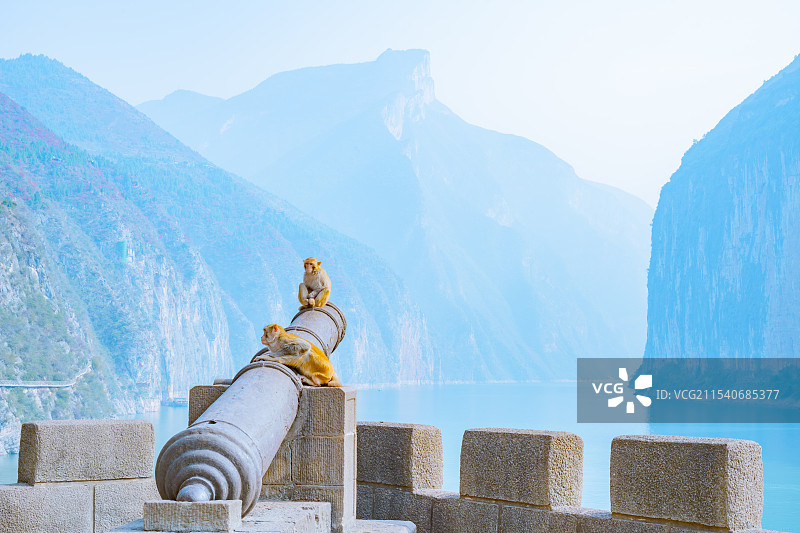 重庆奉节三峡之巅 赤甲楼炮台的猴子图片素材