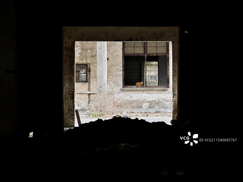 废弃楼房里的一只猫图片素材