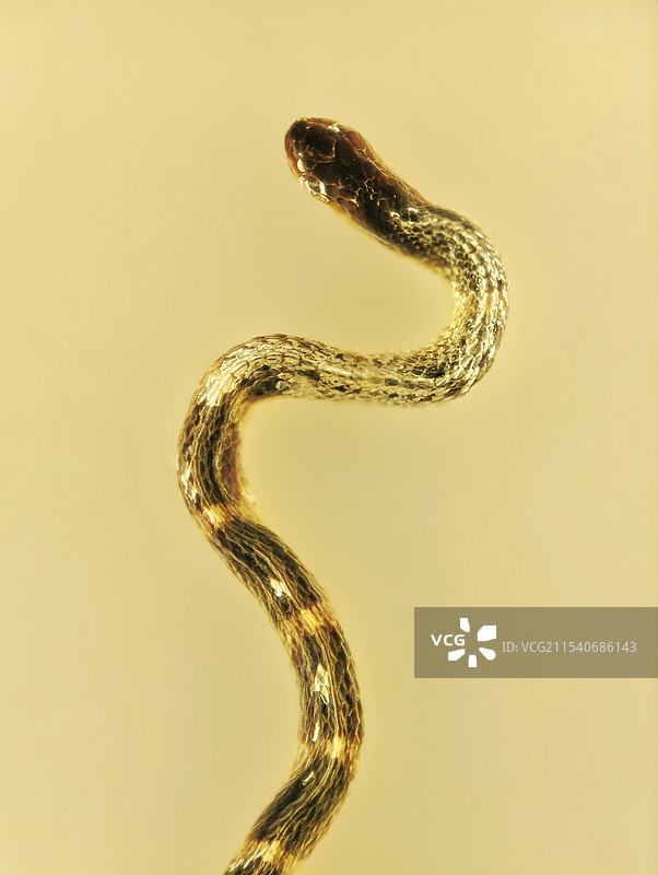 蛇标本特写图片素材