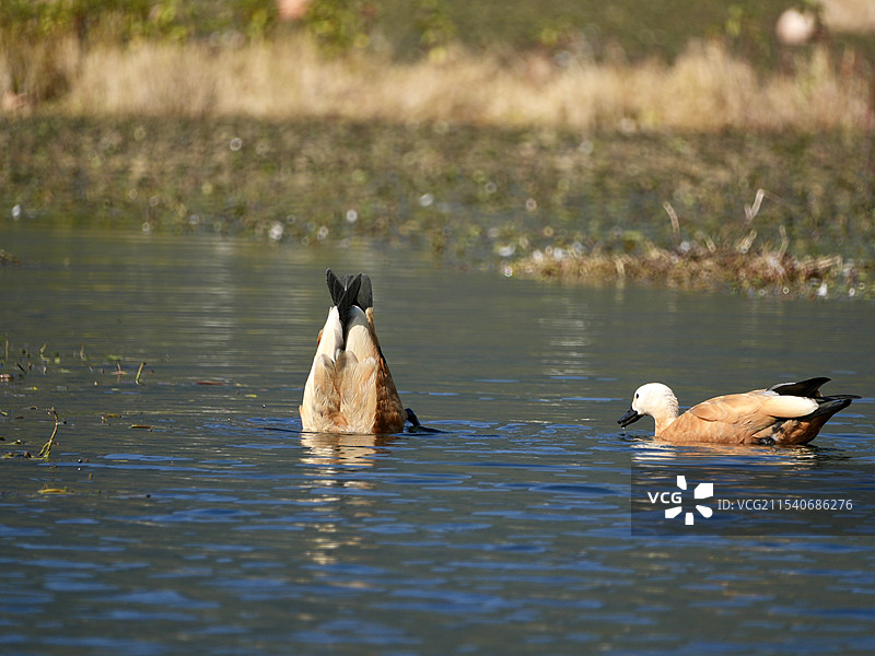 北海湿地水鸭子，灵动捕食趣无边。图片素材