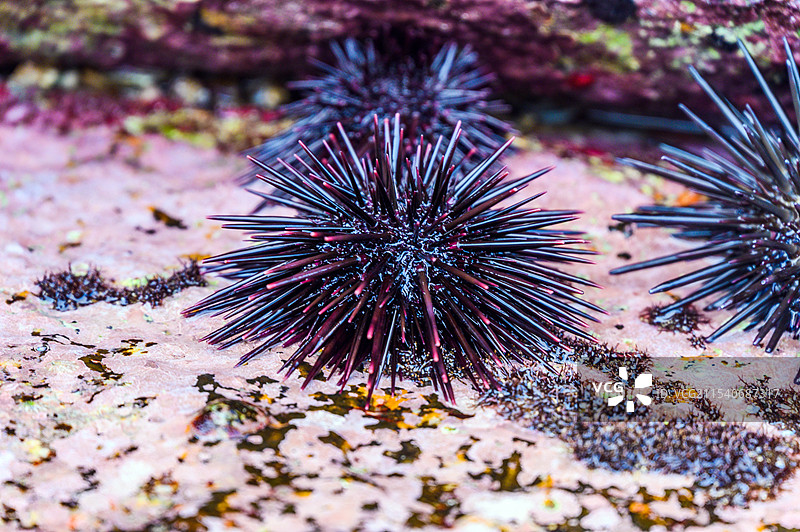 海南省三亚退潮后礁石野生海胆图片素材