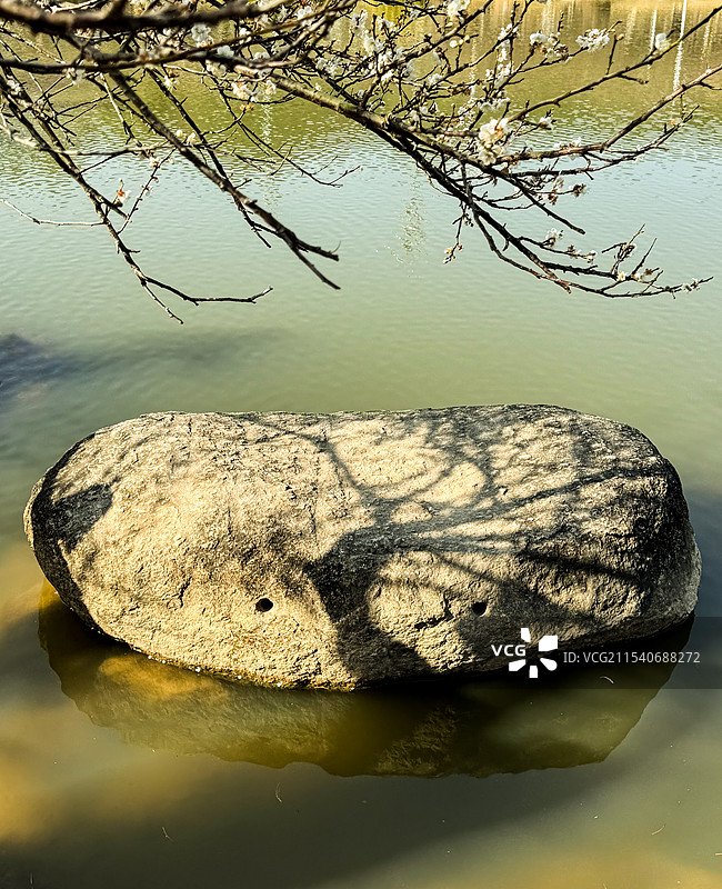 广州香雪公园湖边梅花和花在石块上的投影图片素材