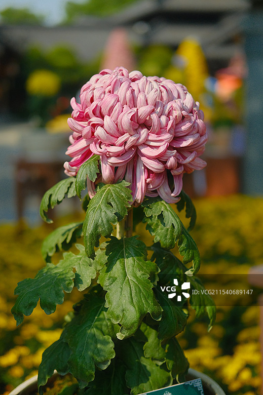 广西南宁青秀山菊花展图片素材