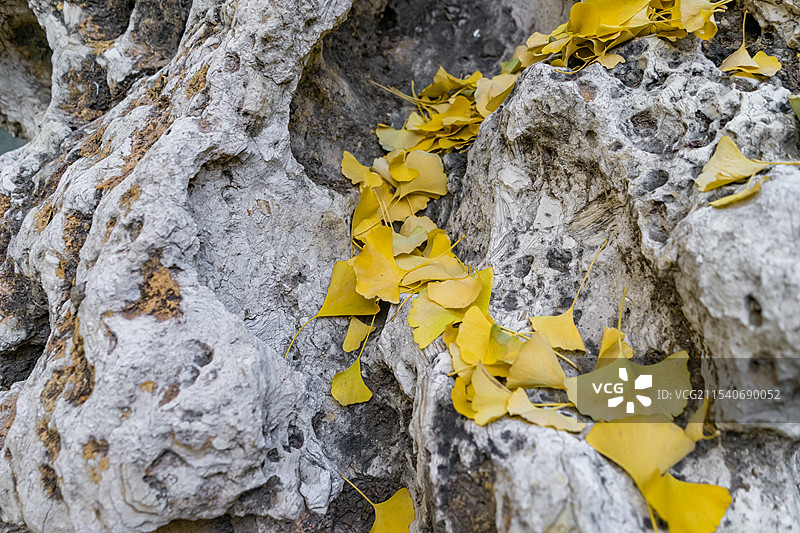 中国自然风光拍摄主题，太湖石假山石上的黄色银杏叶子，户外白昼无人图像摄影图片素材
