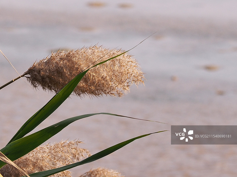 珠海淇澳红树林湿地公园的芦苇特写图片素材