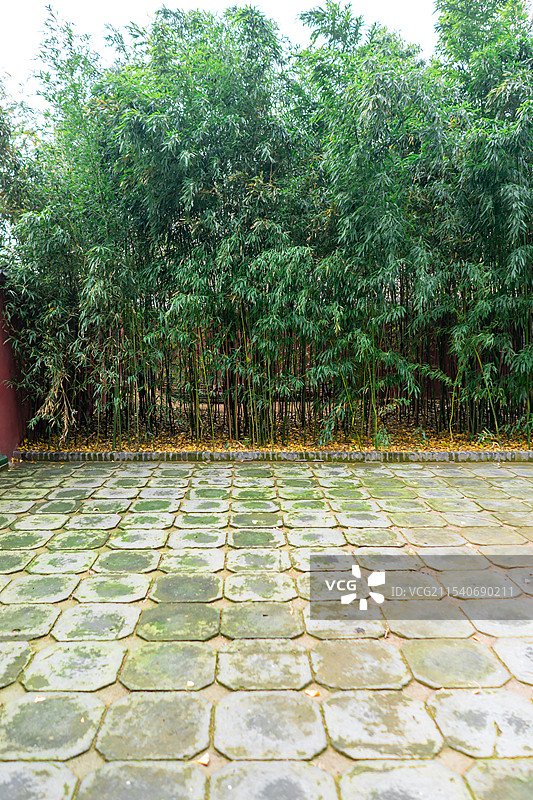 中国自然风光拍摄主题，山东泰安岱庙皇家园林，绿色的竹子竹林，户外白昼无人图像摄影图片素材