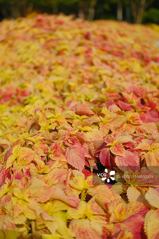 公园美化植物五彩苏叶片背景图片素材