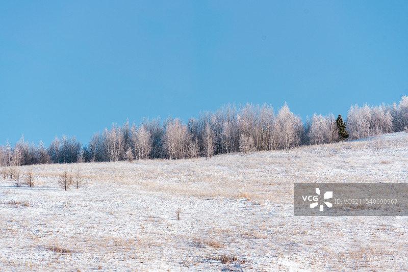 东北冬天晴朗天气下的树林、针叶林图片素材