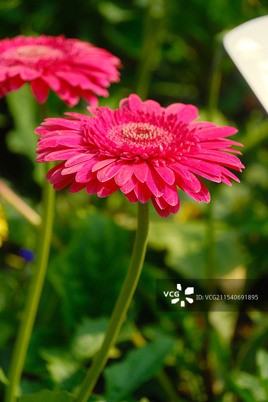 蓝天白云小菊花图片素材