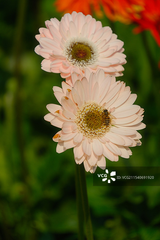 蓝天白云小菊花图片素材