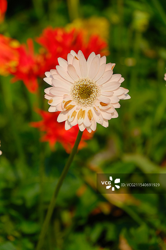 蓝天白云小菊花图片素材