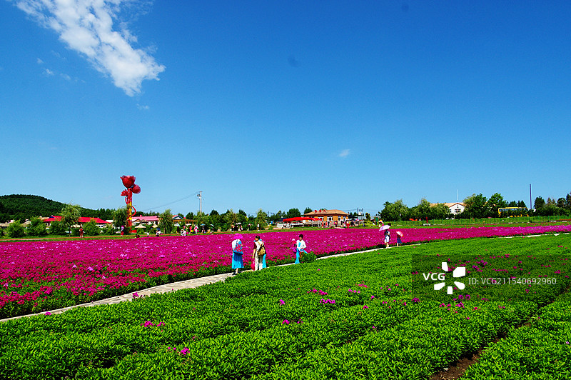 佳木斯市郊区达勒花海图片素材